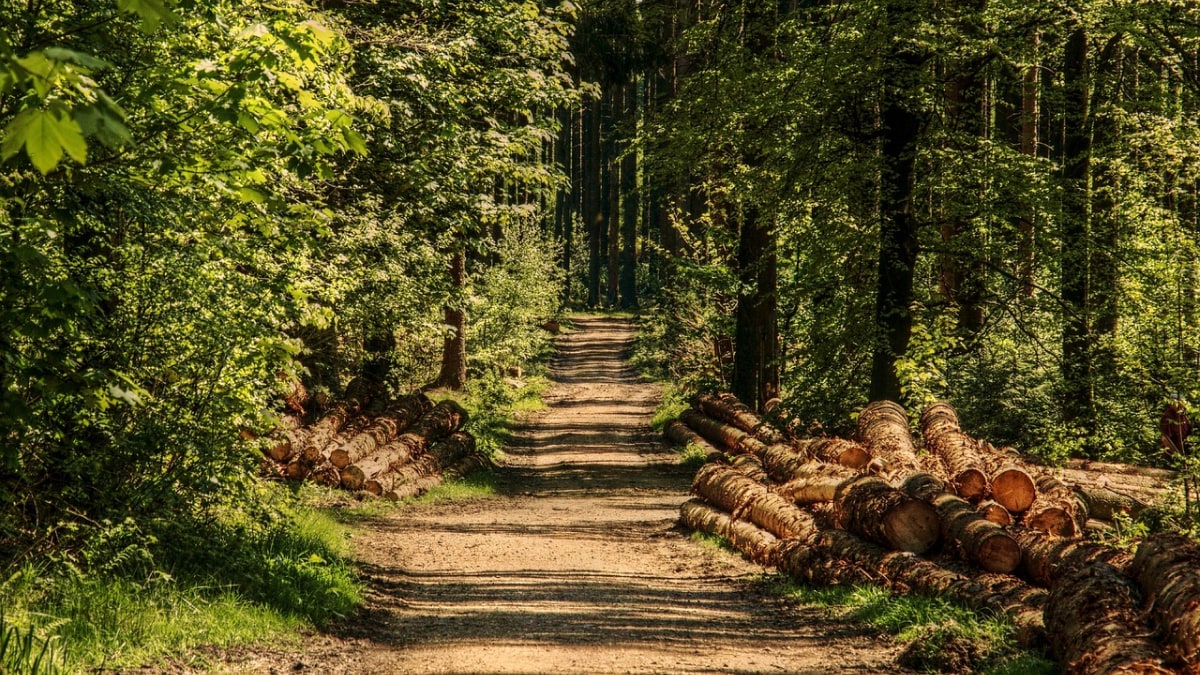 Could burying wood be the solution to combating climate change?