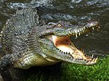 Ever been mauled by a crocodile? Intriguing NHS data shows thousands of people were hospitalized last year due to animal attacks… and it’s NOT just dog bites