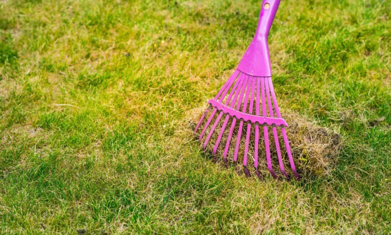 Expert reveals 56 cent hack you should do THIS MONTH to thicken lawn