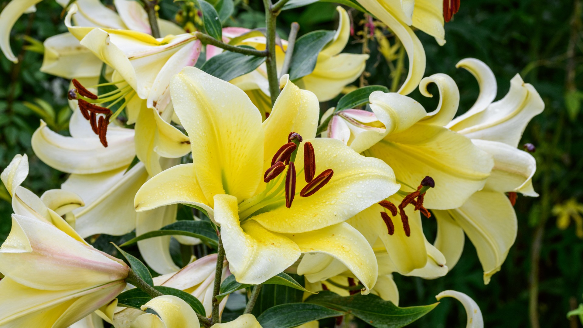 Garden guru shares ‘beautiful’ 59p hack to fill your garden with colour