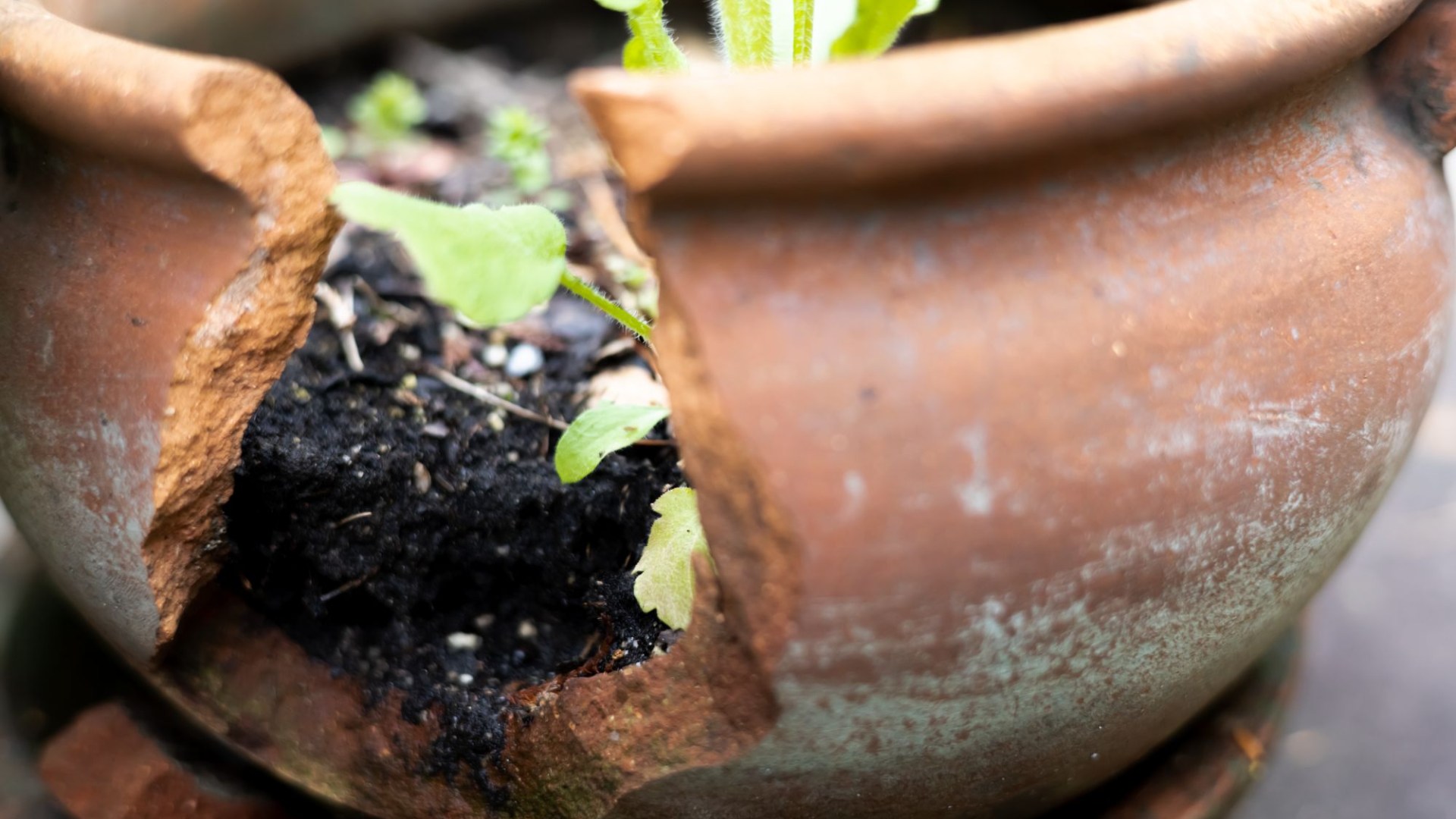 Gardener reveals jobs you should give up if you don’t want plant pots to burst in frost