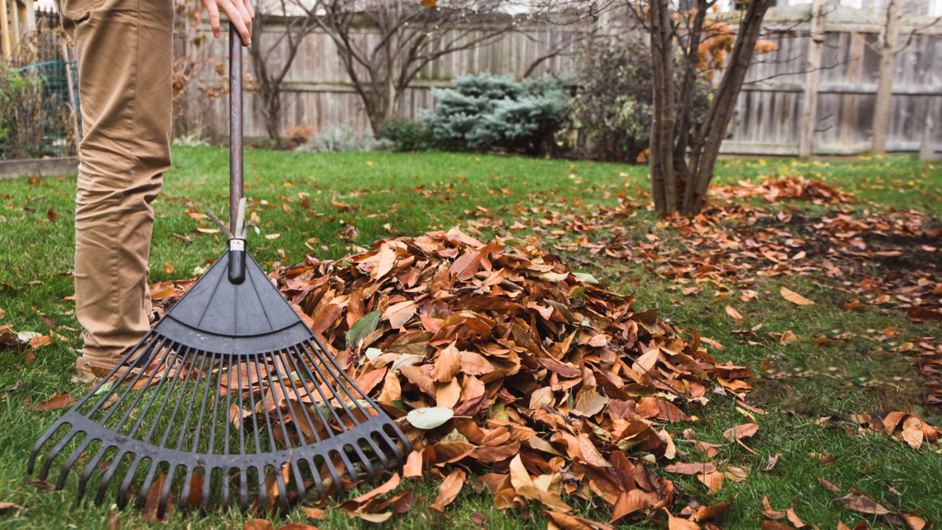 Gardener reveals task to do in autumn to prevent grass from rotting