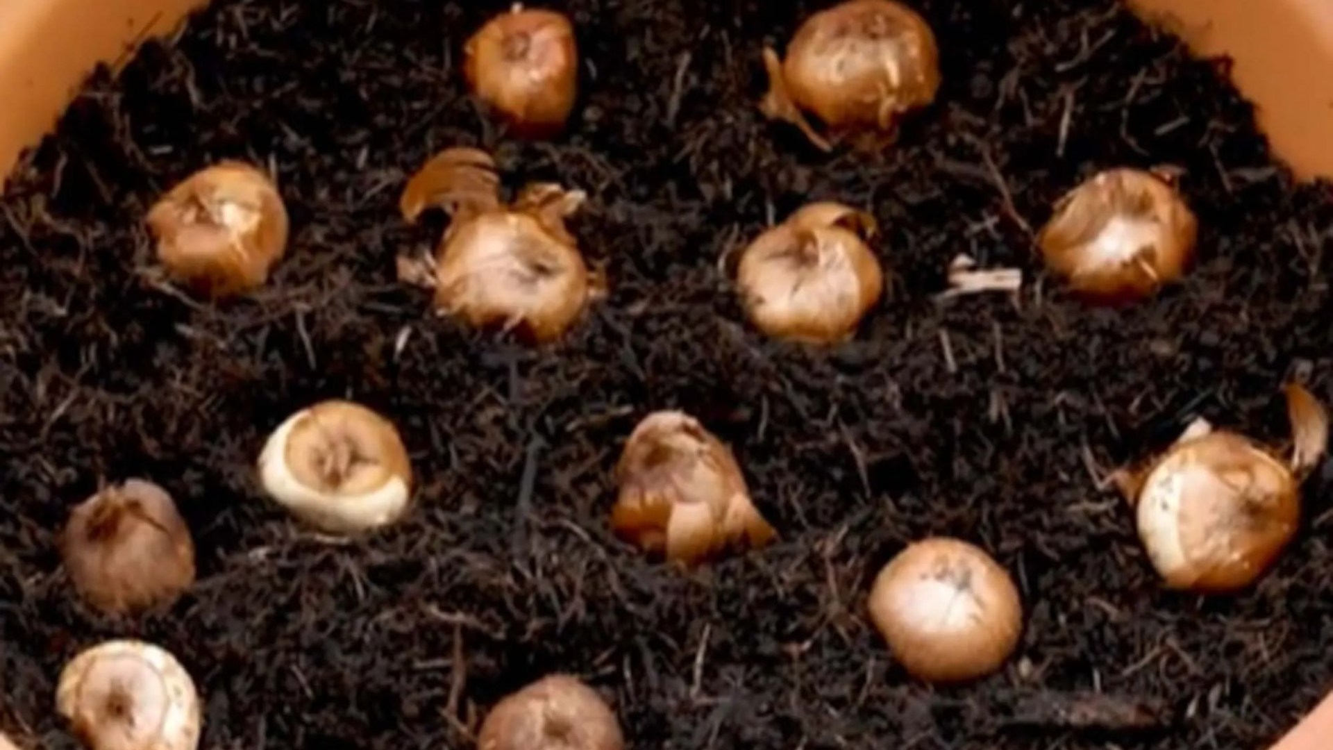 Gardener shares ‘genius’ flower bulb planting hack that will give you flowers for months