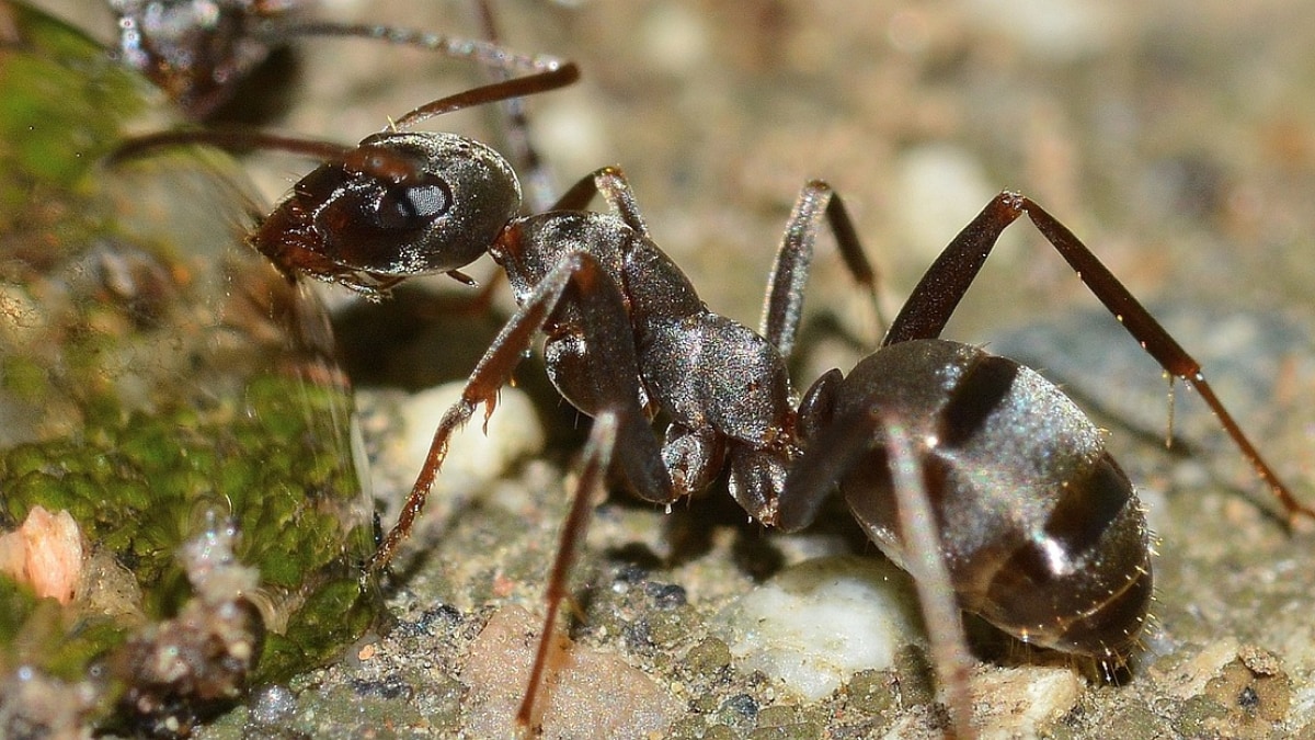 How ants started growing fungi after the dinosaurs