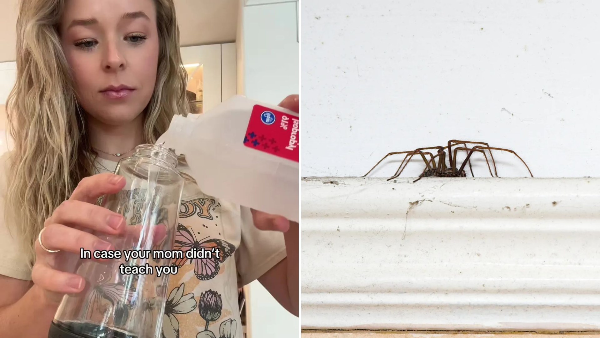 I learned a 10/10 spider repellent tip – all you need is a £5 Amazon purchase