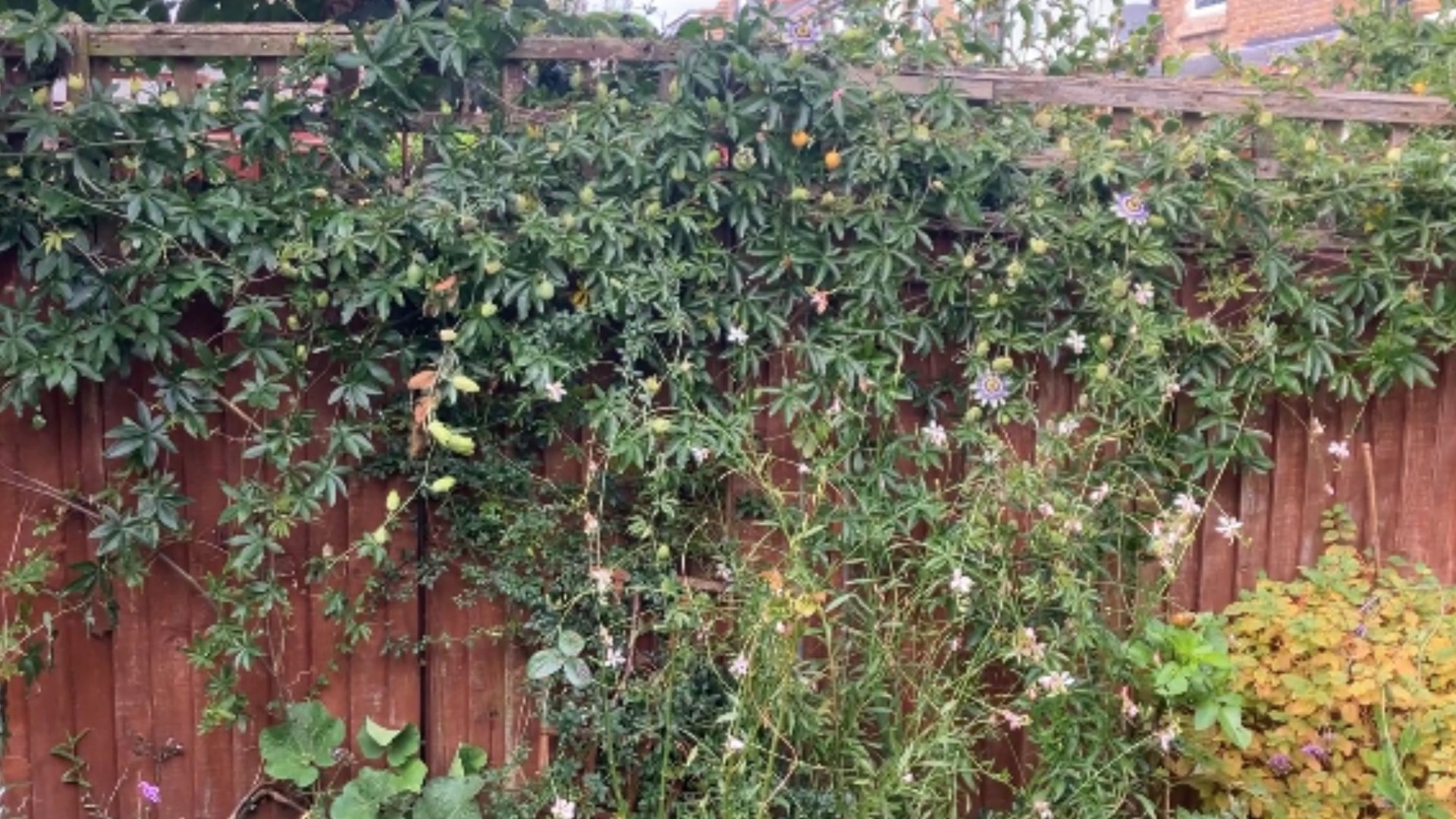 I stopped nosy neighbors from seeing into my garden with a £7.99 Lidl plant