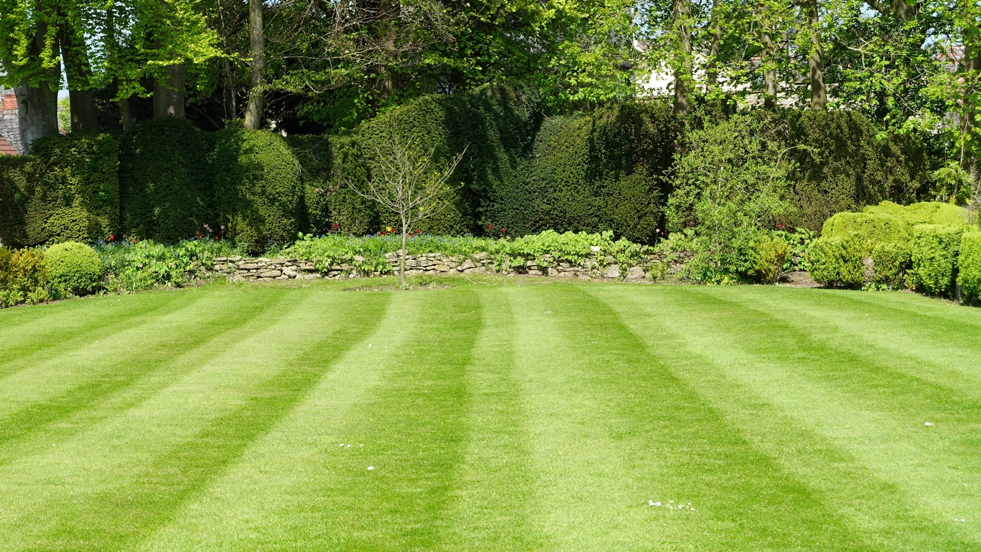 I’m a Professional Gardener: The Essential Lawn Job You Need to Do This Weekend