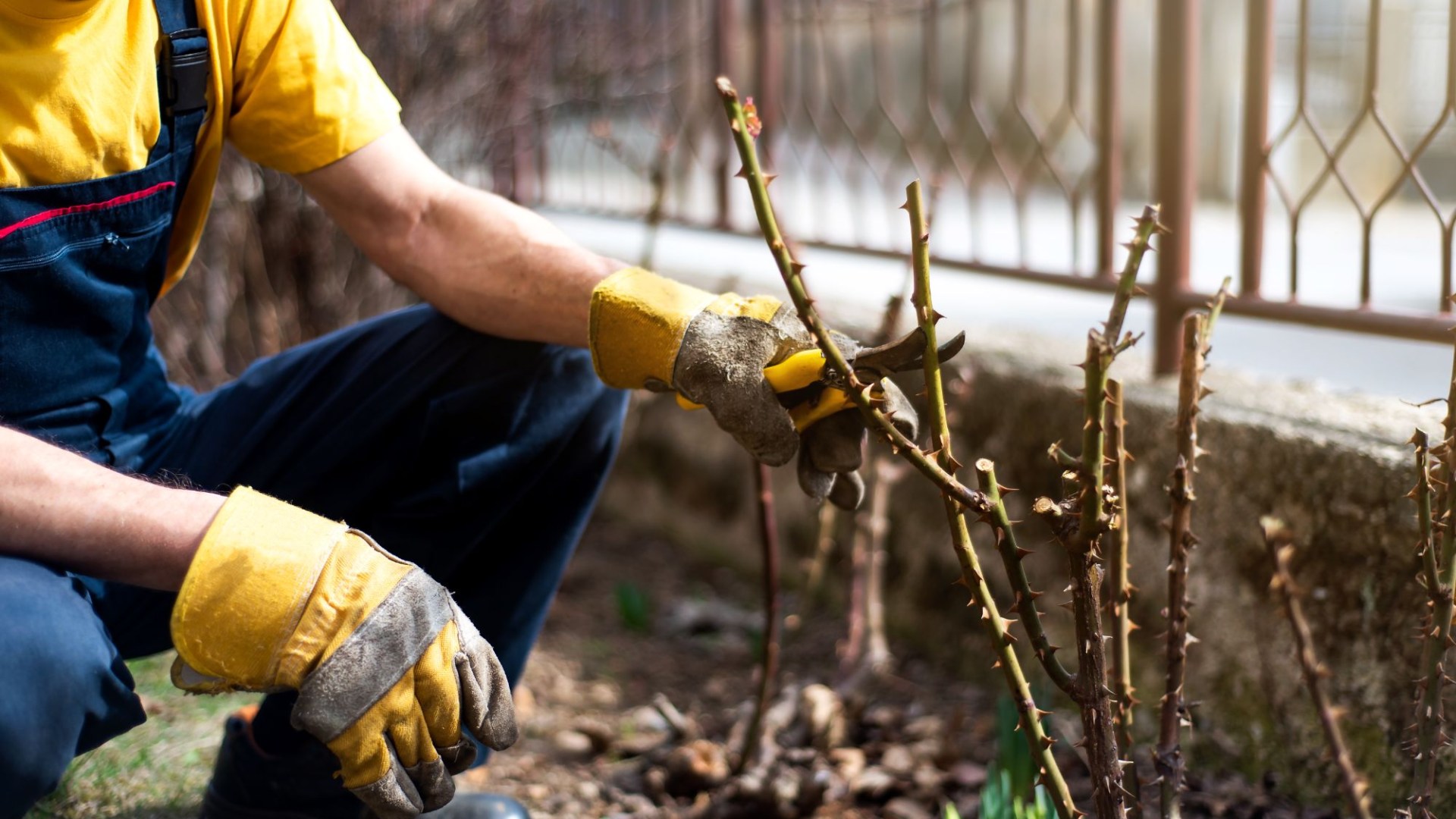 I’m a gardening expert and fall is such an important time. Here are four chores to do