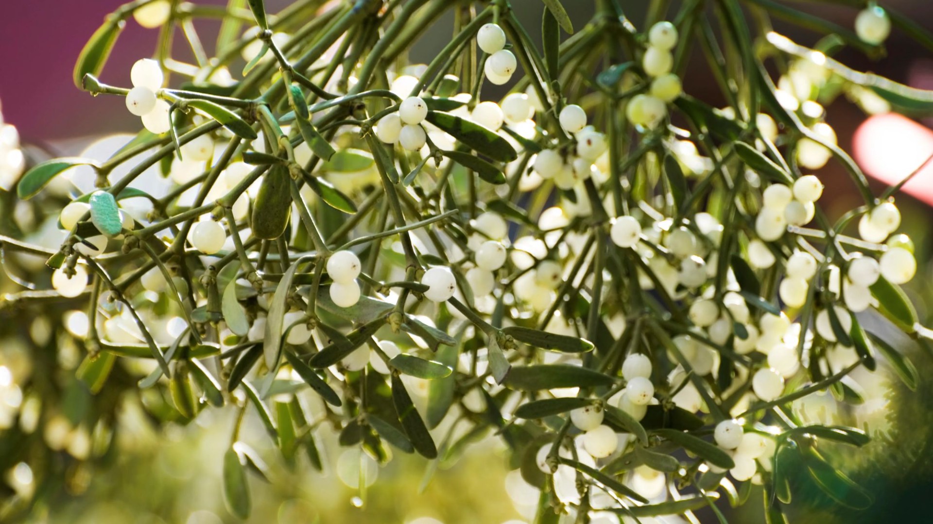 I’m a money-saving gardener and it’s easy to grow your own mistletoe for Christmas