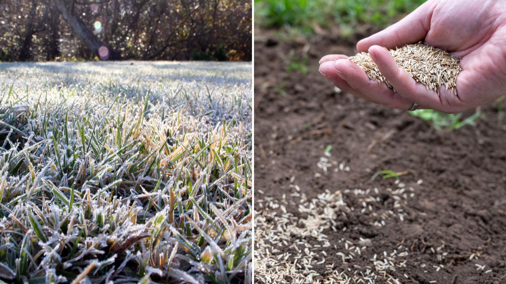 Lawn expert shares a £1 coin hack to keep your grass looking thick and lush