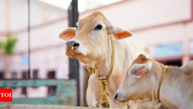 Lying in the cowshed and cleaning it can cure cancer, claims minister UP | India News – Times of India