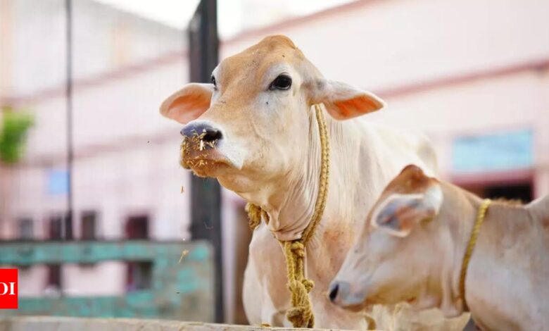 Lying in the cowshed and cleaning it can cure cancer, claims minister UP | India News – Times of India