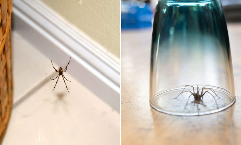 Pest experts share 5 ways to prevent spiders from entering your home