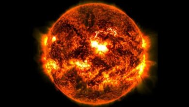 Evidence of massive solar storm on Earth found in tree rings