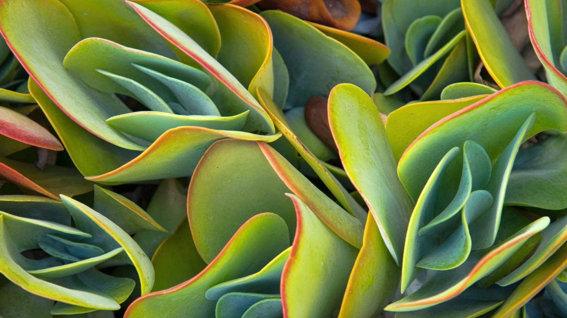 The houseplant that’s actually impossible to kill and costs as cheap as 