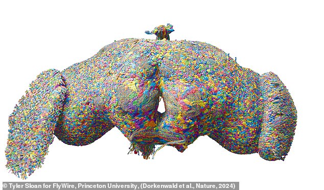 The most detailed map of the brain EVER seen: stunning images reveal all 139,255 neurons – and the 50 million connections between them