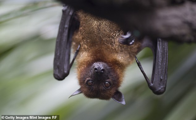 Things About Nightmares When a Child Dies of Rabies After a Bat Breaks into the Bedroom While They Were Sleeping