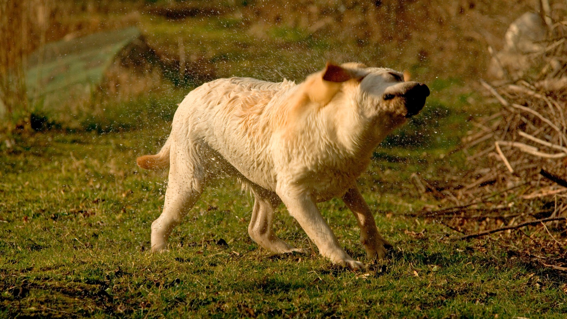 Top 20 strange smells ’embarrassed’ Brits admit they enjoy wet dogs to manure