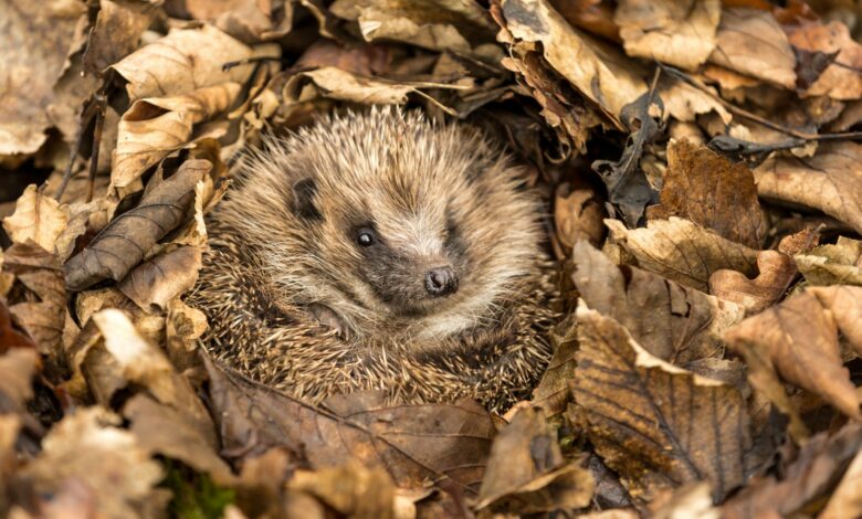 Wildlife experts 7 essential steps to prevent animals and your garden from suffering