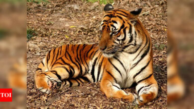 15-20 tigers missing from Telanganas, activists claim | India News – Times of India