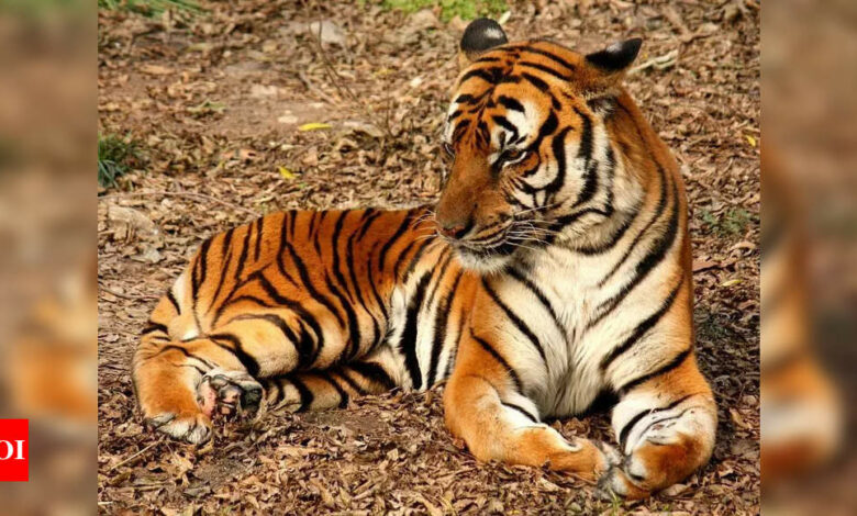 15-20 tigers missing from Telanganas, activists claim | India News – Times of India