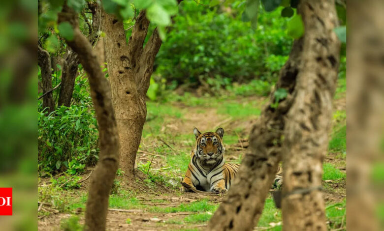 3-year-old male tiger added to Ramgarh Vishdhari Tiger Reserve in Rajasthan | India News – Times of India