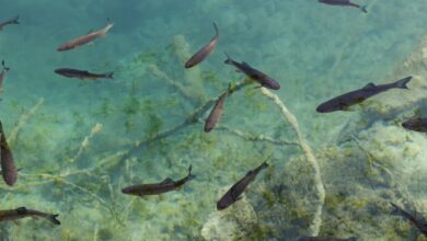 4,000-year-old Mayan fishing network found in Belize