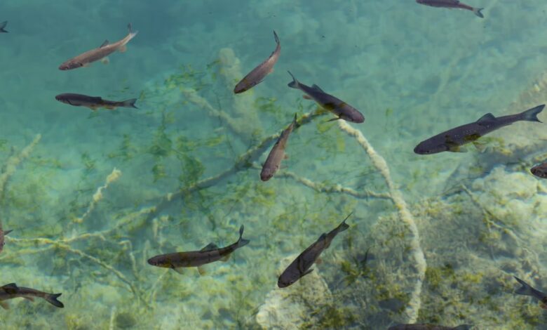 4,000-year-old Mayan fishing network found in Belize