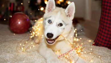 5 vet-approved ways to stop pets from chewing Christmas decorations