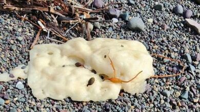 Mysterious ‘doughy’ white blobs are washing up on shoreline and no one seems to know what they are