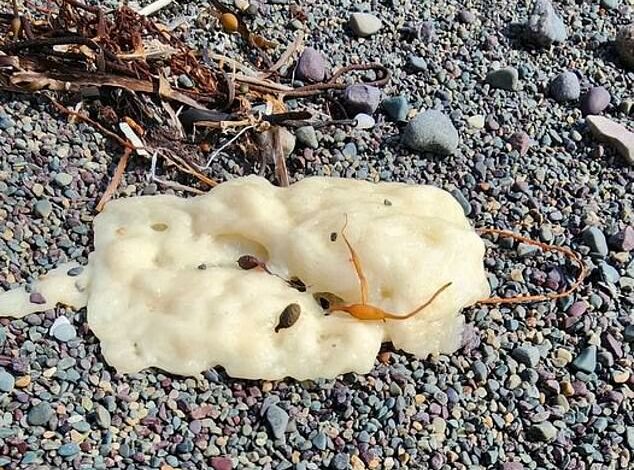 Mysterious ‘doughy’ white blobs are washing up on shoreline and no one seems to know what they are