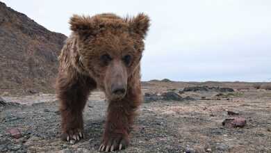 Take a sneak peek at Sir David Attenborough’s latest series: from one of the world’s rarest birds to a never-before-seen critically endangered species