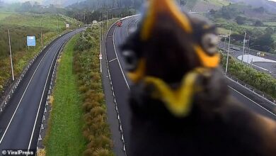 Myna traffic delays: Hilarious moment an angry bird attacks the highway camera