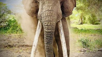 Tale of tomato-stealing ‘super tusker’ elephant called Tolstoy who gets speared in the leg by a farmer told in heart-wrenching new Netflix documentary – we speak to the creator