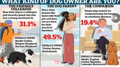 What kind of dog owner are YOU? Scientists say all dog parents fit into three different categories