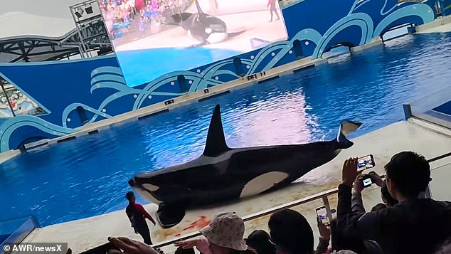 Shocking moment an orca is left bleeding next to a pool after being injured during an aquarium show