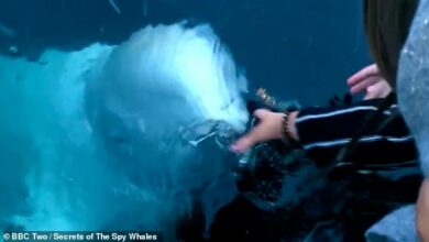 Incredible moment Russian ‘spy whale’ retrieves girl’s phone from the sea and returns it to her after she drops it in the water in front of a stunned crowd