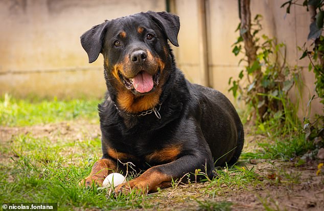 Who is a smart boy? Research reveals the most INTELLIGENT dog breeds – so is your dog on the list?