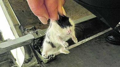 This is your captain beeping! The plane is grounded after more than 130 hamsters in the hold manage to escape from their cages