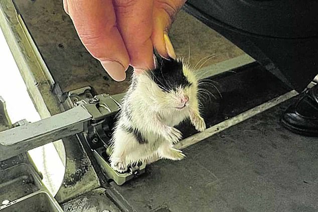 This is your captain beeping! The plane is grounded after more than 130 hamsters in the hold manage to escape from their cages