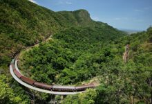 My ride on the incredible Australian train that winds through lush rainforest to a station where PYTHONS glide across the platform… here are my images