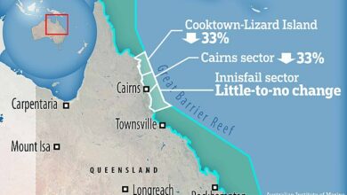 Scientists are sounding the alarm over record-breaking coral mortality in the Great Barrier Reef – as they warn we’re getting closer to an irreversible tipping point