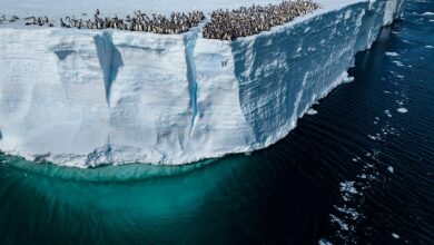 ‘Photos that capture the wonders of our world’: National Geographic reveals the best photos photographers took in 2024, from a rare tiger to a penguin jumping off a cliff