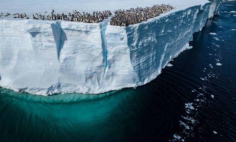 ‘Photos that capture the wonders of our world’: National Geographic reveals the best photos photographers took in 2024, from a rare tiger to a penguin jumping off a cliff