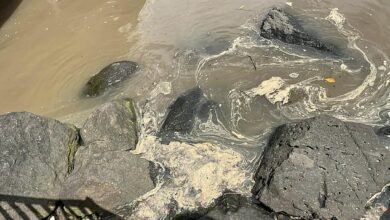 Popular Gold Coast swimming spot Tallebudgera Creek was closed after disgusting discovery