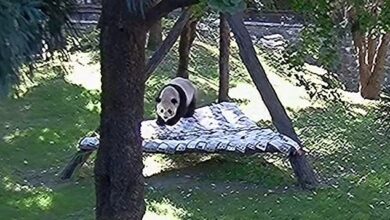 Two pandas shipped from China to the DC Zoo play during the first snowfall