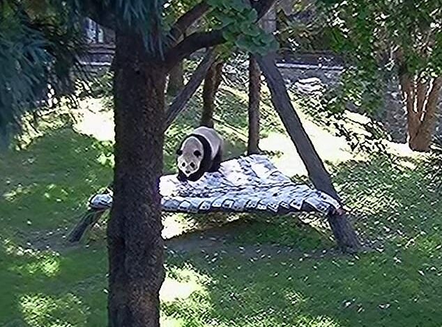 Two pandas shipped from China to the DC Zoo play during the first snowfall