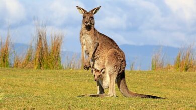 Young man charged after allegedly running over and maiming kangaroos in rural NSW