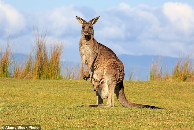 Young man charged after allegedly running over and maiming kangaroos in rural NSW