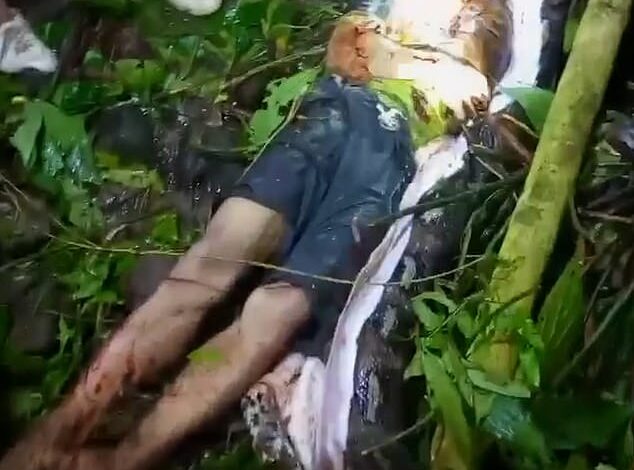 Horrifying moment man is cut from the belly of a 7-meter-long python that crushed him and swallowed him whole in Indonesia